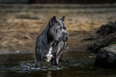 Dog looking away