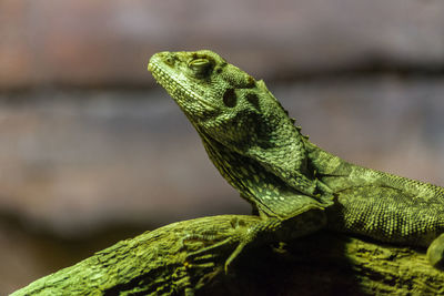 Close-up of lizard