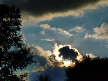 Low angle view of trees against sky