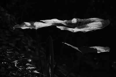 Close-up of flower plant