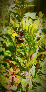 Close-up of insect on plant