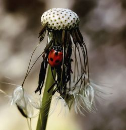 Close-up of insect on flower