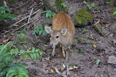 High angle view of deer in forest