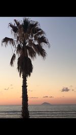 Silhouette palm tree by swimming pool against sky during sunset