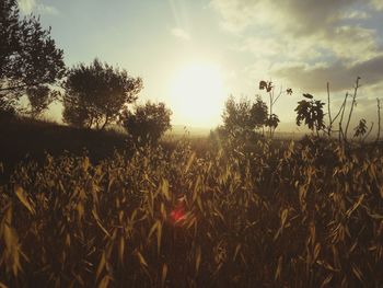 Close-up of fresh plants in field against sky at sunset