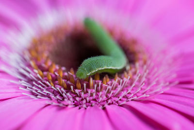 Close-up of pink flower