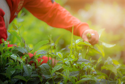 Close-up of hand holding farmers collecting green tea 