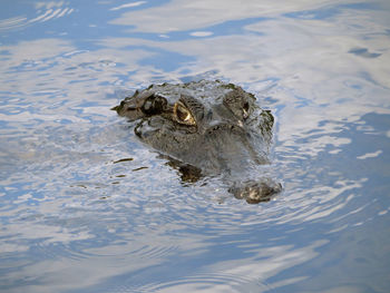 High angle view of turtle swimming in water