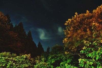 Low angle view of trees against sky at night