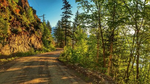 Road amidst trees in forest against sky