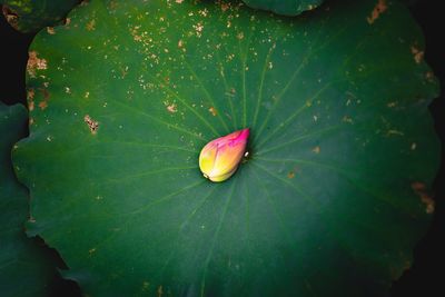 Close-up of lotus water lily