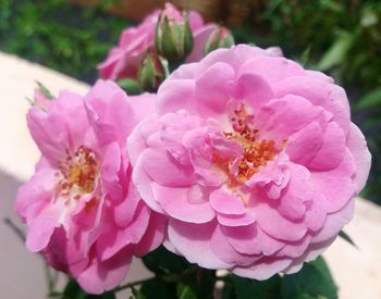 Close-up of bee on pink flower