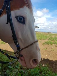 Close-up of a horse