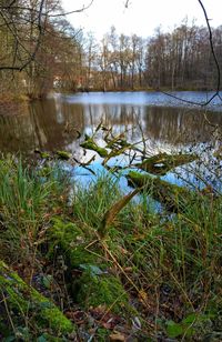 View of swan in lake