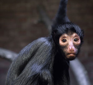 Portrait of monkey