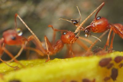 Close-up of ant on leaf