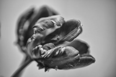 Close-up of flower against blurred background