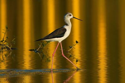 Close-up of stilt bathed in golden reflection