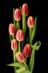 Close-up of pink tulip flowers against black background