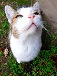 High angle view of cat looking away