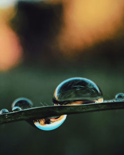 Close-up of bubbles against blurred background