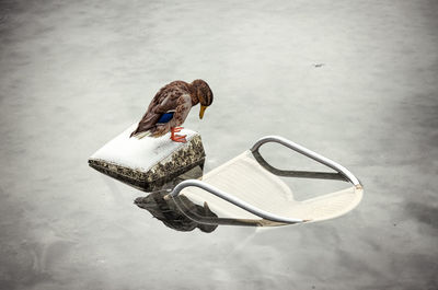 High angle view of duck on stone by floating chair in lake