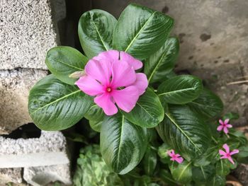 Close-up of pink flowers blooming outdoors