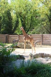 Giraffe standing by tree