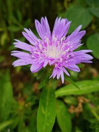 Close-up of purple flower blooming outdoors