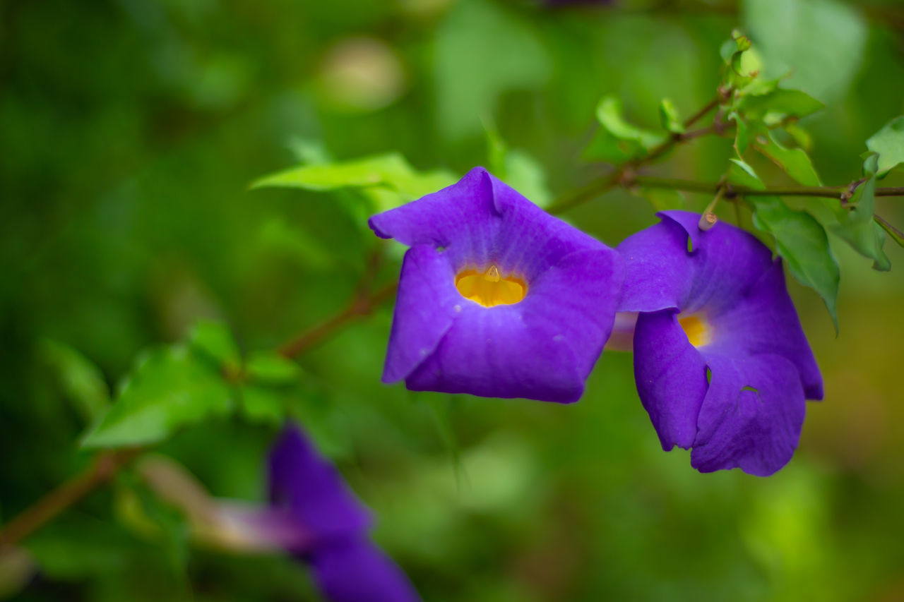 CLOSE-UP OF PURPLE IRIS FLOWER