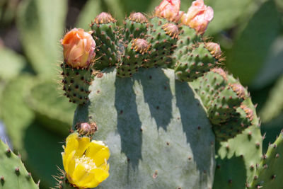 prickly pear
