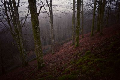 Trees growing in forest