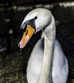 Close-up portrait of mute swan outdoors