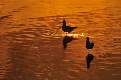 Silhouette bird perching on lake during sunset