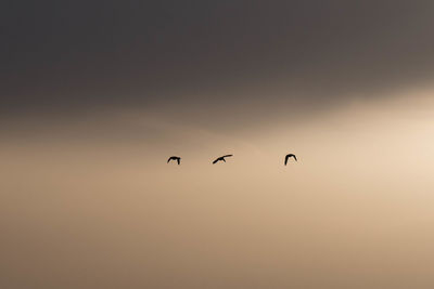 Low angle view of birds flying in sky