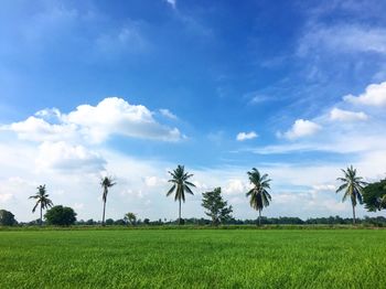 Scenic view of agricultural field against sky