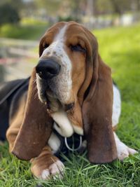 Close-up of dog on field - blues lying down in the park