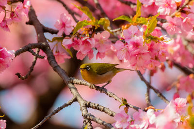 Close-up of cherry blossoms in spring