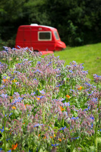 Close-up of red flowering plant on field