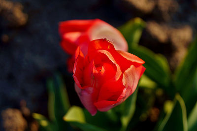 Close-up of red rose tulip