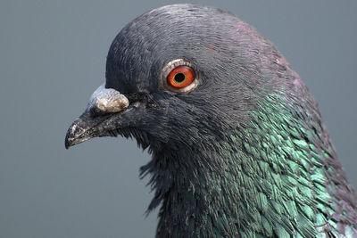 Close-up of pigeon