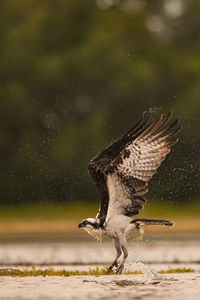 Bird flying over sea