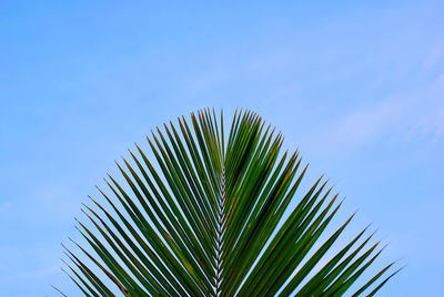 Low angle view of palm tree against sky