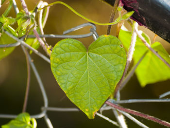 Close-up of fresh green plant