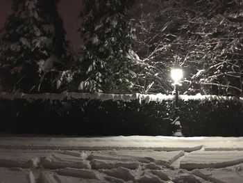Illuminated trees against sky at night during winter