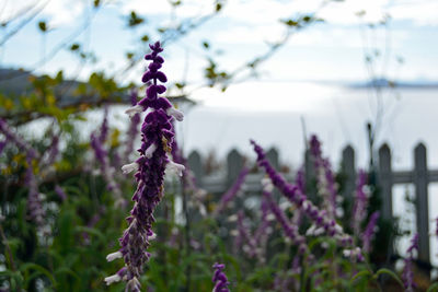 Close-up of purple flowers