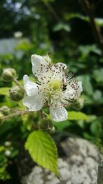 Close-up of white flower blooming outdoors