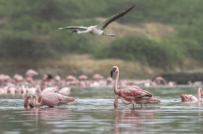 Flamingos on lake