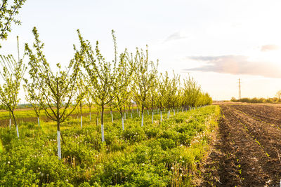 View of vineyard against sky