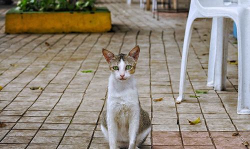 Portrait of cat sitting outdoors